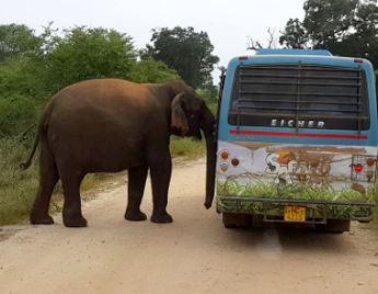 Ridiyagama Safari Park